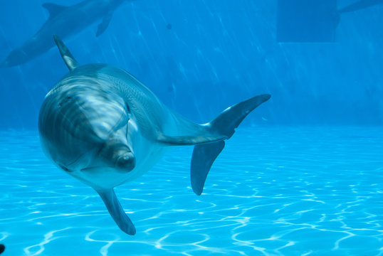 Curious dolphin