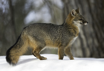 Grey Fox stance