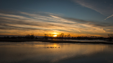 Swans are swimming in the sunset