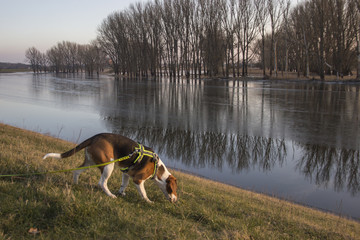 Dog on a leash sniffs in the grass