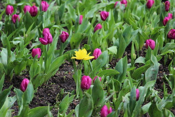 Odd one out, Yellow amongst Purple Flowers
