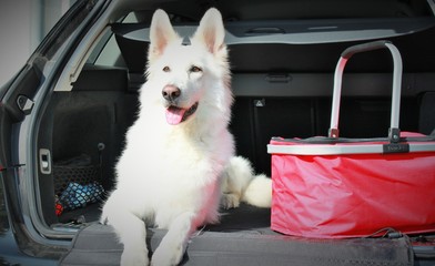 Image result for Husky Hund im Auto