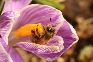 Bee on a crocus flower