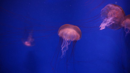 ピンクに光るクラゲ3