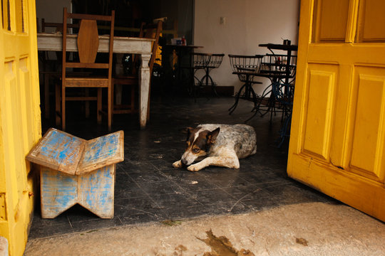 Cachorro deitado dentro de comercio com olhar desconfiado