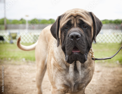Purebred Mastiff Dog Stock Photo And Royalty Free Images On Purebred Mastiff Dog