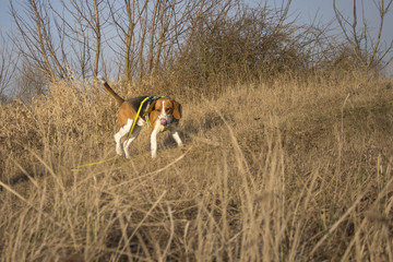 Beagle licks his muzzle