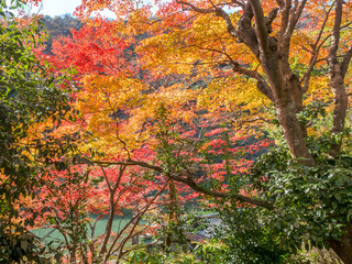 Colorful leaves in Japan autumn