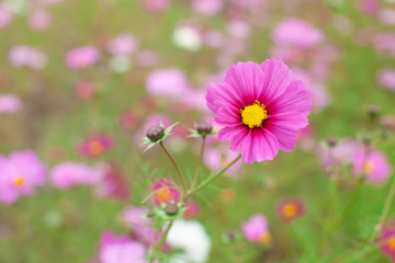 花畑の中の一輪のコスモス