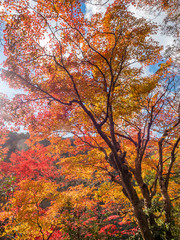 Colorful leaves in Japan autumn