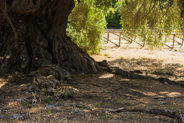 Olivastro Millenario - thousand years old tree