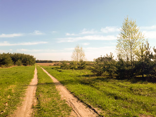 road in the forest, blue sky and green grass.