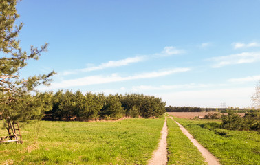 Fototapeta na wymiar road in the forest, blue sky and green grass.