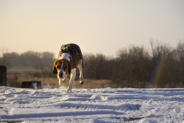 Beagle in the snow