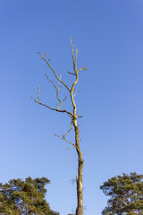 dead tree in front of blue sky
