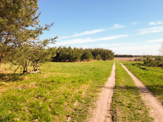 Fototapeta na wymiar road in the forest, blue sky and green grass.