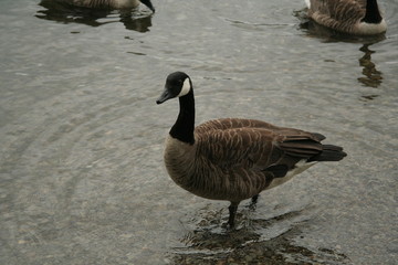 Mallard walking on the lake.