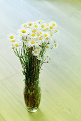 Bouquet of daisies. White flower. Field flowers.