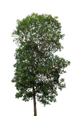 Obraz premium Isolated tree on white background