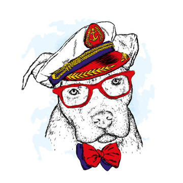 A pedigreed dog with glasses, a tie and a cap. Pitbull. Vector illustration. Captain, sailor.
