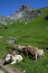 Obraz premium Alpenidylle mit Kuehen und Gebirgsgipfel