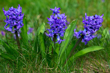 Obraz premium Blue pearl hyacinth
