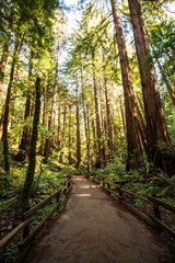 Fototapeta premium Muir woods National Monument near San Francisco in California, USA