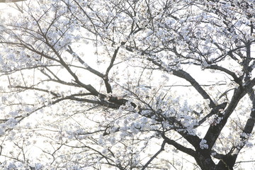 Obraz premium Image shots of cherry blossoms