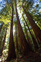 Muir woods National Monument near San Francisco in California, USA