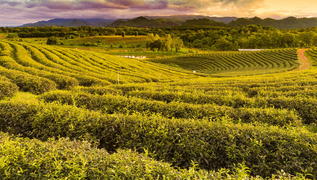 High hill green tea plantation, natural landscape background