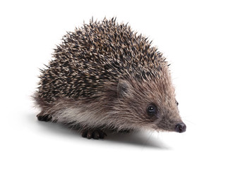 Hedgehog, isolated on white