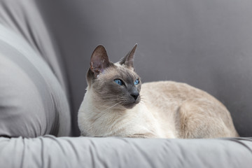 Siam-/ Thaikatze Bluepoint vor grauiem Hintergrund