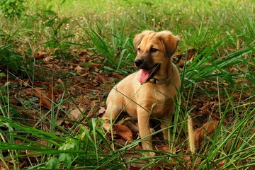 Puppy dog in the field