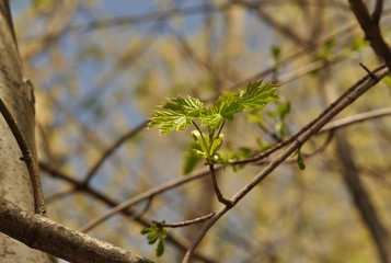 Young green leaves on a tree