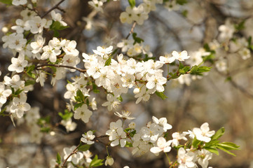 White blooming flowers on a tree in spring