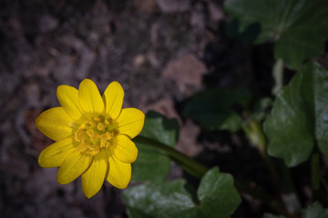 springtime yellow fresh lesser celandine