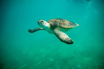 Fotobehang turtles in Cancun Mexico © Warren