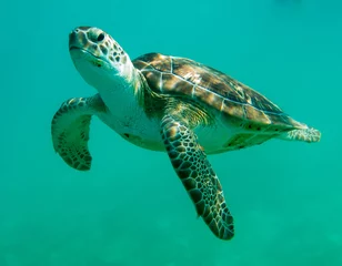 Zelfklevend Fotobehang schildpadden in Cancun Mexico © Warren
