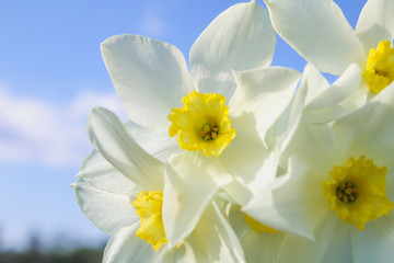 A bouquet of white daffodils with a yellow center against a blue sky and grass on a sunny day.