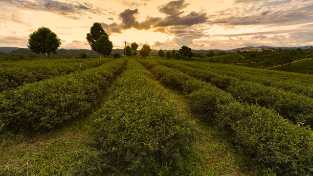 Tea Plantation in a row with sunset skyline background