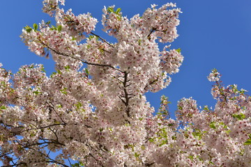 Cherry blossom tree, Jersey, U.K.
Spring in bloom.