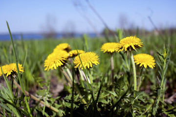 The first dandelions, flowers