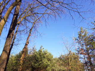 Trees in the forest - the crown of leaves against the sky
