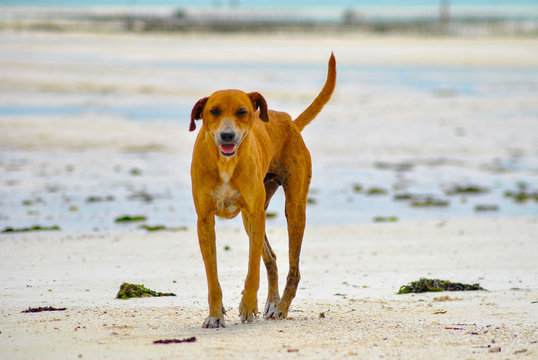 Dog at the beach