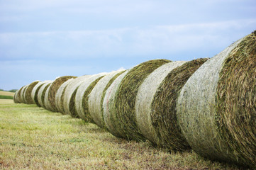 Straw bale on the field with blue sky, agriculture