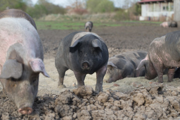 pigs and pork