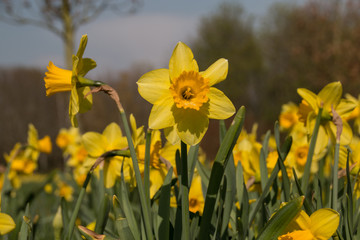 Many yellow jonquils bloom in the public garden in Magdeburg, Germany.