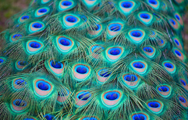 Obraz premium Peacock