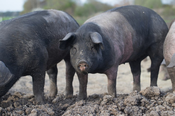 pigs and pork