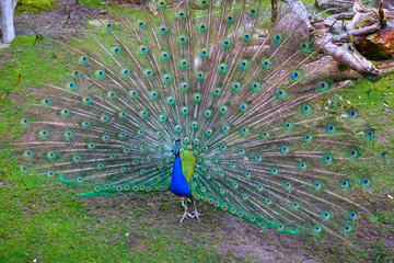 Obraz premium Peacock